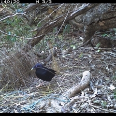 Ptilonorhynchus violaceus (Satin Bowerbird) at Murrah, NSW - 17 Aug 2024 by Stealthy