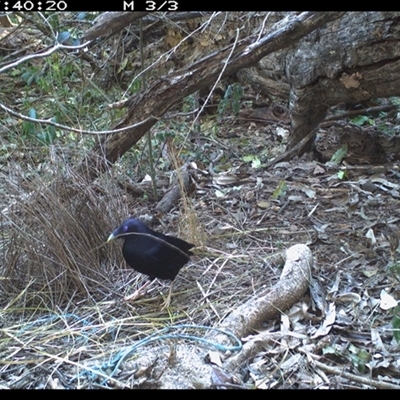 Ptilonorhynchus violaceus (Satin Bowerbird) at Murrah, NSW - 17 Aug 2024 by Stealthy