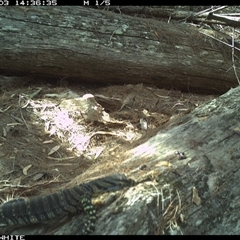 Varanus varius (Lace Monitor) at Murrah, NSW - 3 Nov 2024 by Stealthy