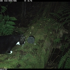Felis catus (Feral Cat) at Murrah, NSW - 28 Sep 2024 by Stealthy