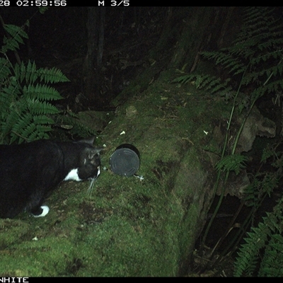 Felis catus (Feral Cat) at Murrah, NSW - 28 Sep 2024 by Stealthy