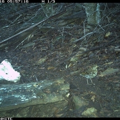 Zoothera lunulata (Bassian Thrush) at Murrah, NSW - 16 Nov 2024 by Stealthy