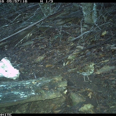 Zoothera lunulata (Bassian Thrush) at Murrah, NSW - 16 Nov 2024 by Stealthy