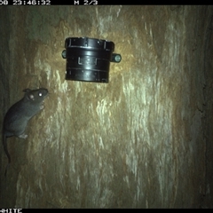 Rattus rattus (Black Rat) at Murrah, NSW - 8 Oct 2024 by Stealthy