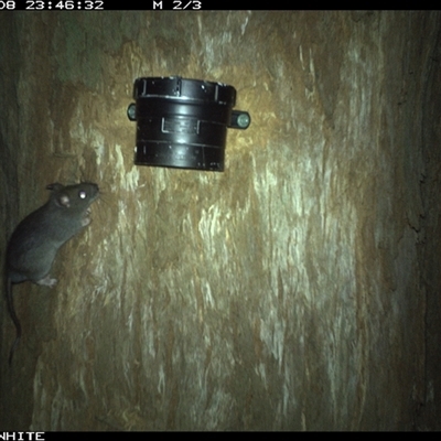 Rattus rattus (Black Rat) at Murrah, NSW - 8 Oct 2024 by Stealthy