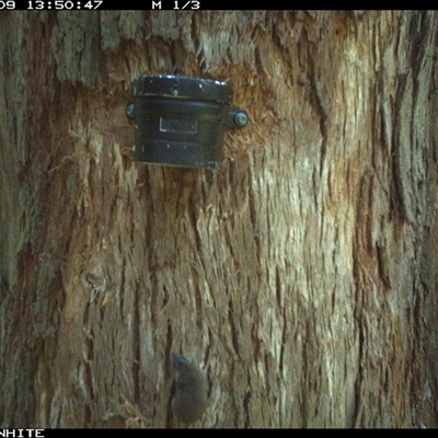 Antechinus agilis (Agile Antechinus) at Murrah, NSW - 9 Oct 2024 by Stealthy