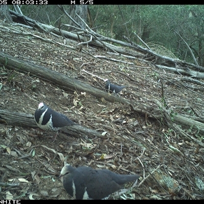 Leucosarcia melanoleuca (Wonga Pigeon) at Murrah, NSW - 5 Sep 2024 by Stealthy