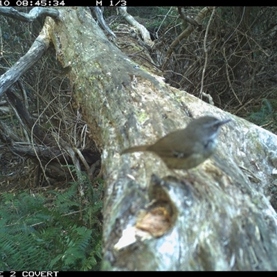 Sericornis frontalis (White-browed Scrubwren) at Murrah, NSW - 10 Oct 2024 by Stealthy