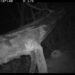Antechinus agilis (Agile Antechinus) at Murrah, NSW - 9 Aug 2024 by Stealthy