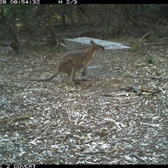 Notamacropus rufogriseus (Red-necked Wallaby) at Murrah, NSW - 28 Sep 2024 by Stealthy