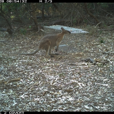 Notamacropus rufogriseus (Red-necked Wallaby) at Murrah, NSW - 28 Sep 2024 by Stealthy