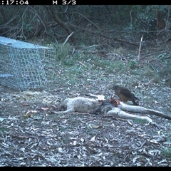Tachyspiza fasciata (Brown Goshawk) at Murrah, NSW - 23 Jun 2024 by Stealthy