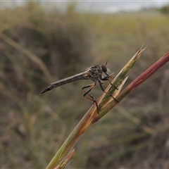 Cerdistus sp. (genus) (Slender Robber Fly) at Theodore, ACT - 23 Jan 2025 by MichaelBedingfield