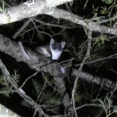 Pseudocheirus peregrinus (Common Ringtail Possum) at Borough, NSW - 4 Aug 2025 by Paul4K