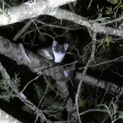Pseudocheirus peregrinus (Common Ringtail Possum) at Borough, NSW - 4 Aug 2025 by Paul4K