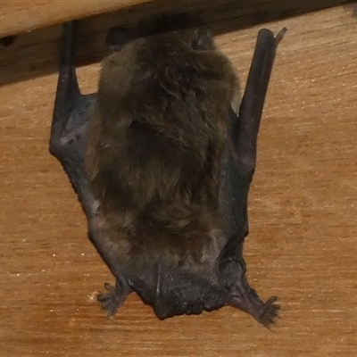Unverified Microbat at  - suppressed by Paul4K