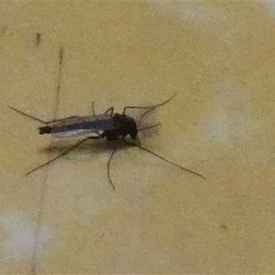Chironomidae (family) (Non-biting Midge) at Borough, NSW - 6 Aug 2025 by Paul4K