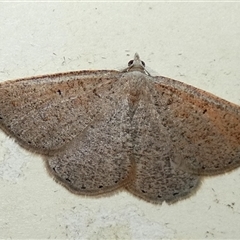 Casbia (genus) (A Geometer moth) by Paul4K