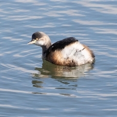 Tachybaptus novaehollandiae (Australasian Grebe) at Gungahlin, ACT - 5 Aug 2025 by AlisonMilton