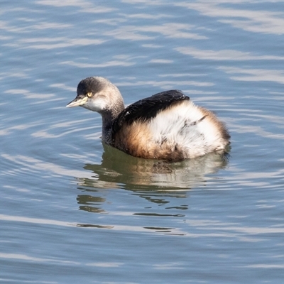 Tachybaptus novaehollandiae (Australasian Grebe) at Gungahlin, ACT - 5 Aug 2025 by AlisonMilton