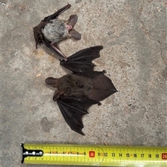 Unverified Microbat by Nockels