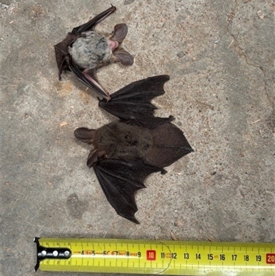 Unverified Microbat at  - suppressed by Nockels