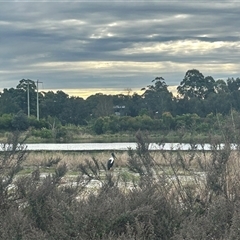 Ephippiorhynchus asiaticus (Black-necked Stork) at Wallsend, NSW - 6 Jun 2025 by AWilsonCN