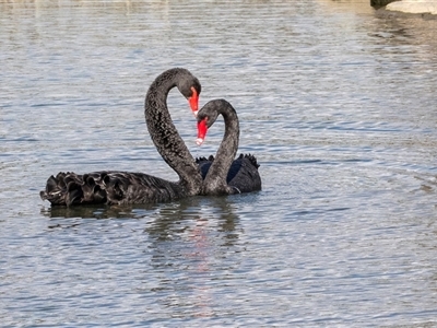 Cygnus atratus (Black Swan) at Gungahlin, ACT - 5 Aug 2025 by AlisonMilton