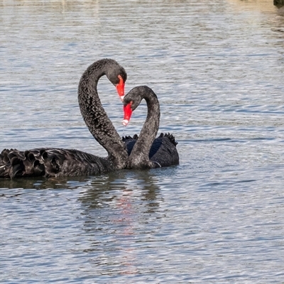 Cygnus atratus (Black Swan) at Gungahlin, ACT - 5 Aug 2025 by AlisonMilton