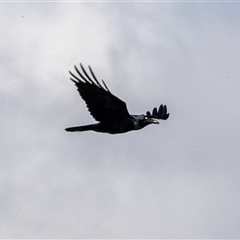 Corvus coronoides (Australian Raven) at Gungahlin, ACT - 5 Aug 2025 by AlisonMilton