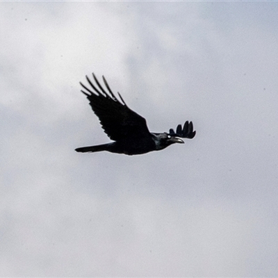Corvus coronoides (Australian Raven) at Gungahlin, ACT - 5 Aug 2025 by AlisonMilton
