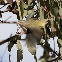 Smicrornis brevirostris (Weebill) at Gungahlin, ACT - 5 Aug 2025 by AlisonMilton