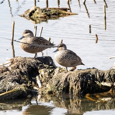 Anas gracilis (Grey Teal) at Gungahlin, ACT - 5 Aug 2025 by AlisonMilton