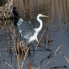 Ardea alba (Great Egret) at Gungahlin, ACT - 5 Aug 2025 by AlisonMilton