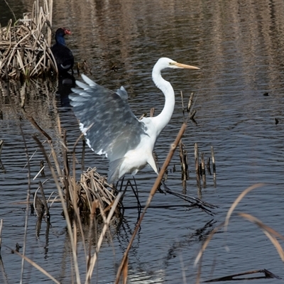 Ardea alba (Great Egret) at Gungahlin, ACT - 5 Aug 2025 by AlisonMilton