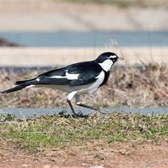 Grallina cyanoleuca (Magpie-lark) at Gungahlin, ACT - 5 Aug 2025 by AlisonMilton