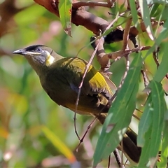 Meliphaga lewinii (Lewin's Honeyeater) at Shoal Bay, NSW - 6 Aug 2025 by MichaelWenke