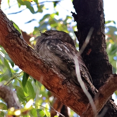 Podargus strigoides (Tawny Frogmouth) at Shoal Bay, NSW - 6 Aug 2025 by MichaelWenke