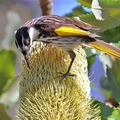Phylidonyris niger (White-cheeked Honeyeater) at Shoal Bay, NSW - 6 Aug 2025 by MichaelWenke