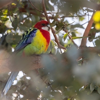 Platycercus eximius (Eastern Rosella) at Gungahlin, ACT - 5 Aug 2025 by AlisonMilton