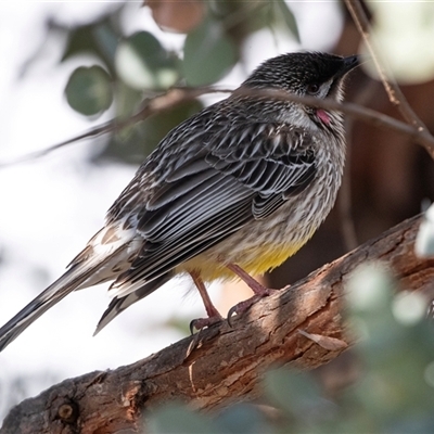 Anthochaera carunculata (Red Wattlebird) at Gungahlin, ACT - 5 Aug 2025 by AlisonMilton