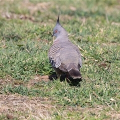 Ocyphaps lophotes (Crested Pigeon) at Gungahlin, ACT - 5 Aug 2025 by AlisonMilton
