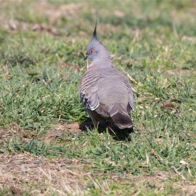 Ocyphaps lophotes (Crested Pigeon) at Gungahlin, ACT - 5 Aug 2025 by AlisonMilton