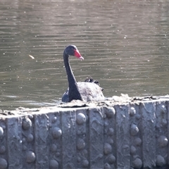 Cygnus atratus (Black Swan) at Gungahlin, ACT - 5 Aug 2025 by AlisonMilton