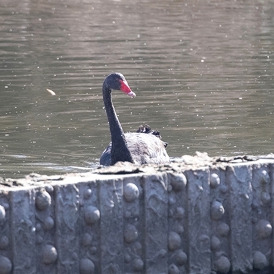 Cygnus atratus (Black Swan) at Gungahlin, ACT - 5 Aug 2025 by AlisonMilton