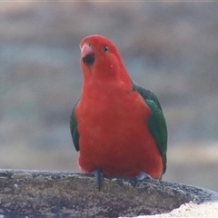 Alisterus scapularis (Australian King-Parrot) at Macarthur, ACT - 8 Aug 2025 by RodDeb