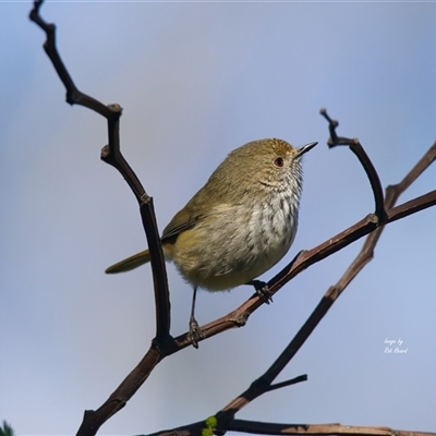 Acanthiza pusilla (Brown Thornbill) at Cook, ACT - 7 Aug 2025 by Rheardy