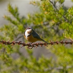 Acanthorhynchus tenuirostris (Eastern Spinebill) at Cook, ACT - 7 Aug 2025 by Rheardy