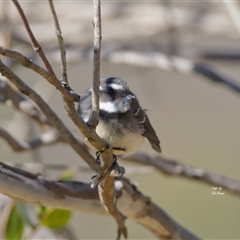 Rhipidura albiscapa (Grey Fantail) at Cook, ACT - 7 Aug 2025 by Rheardy
