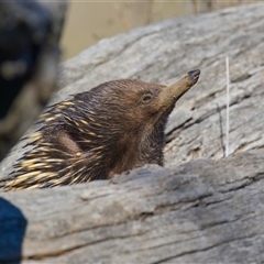 Tachyglossus aculeatus (Short-beaked Echidna) at Cook, ACT - 7 Aug 2025 by Rheardy